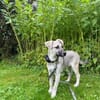 Schäferhundmix Cleo