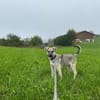 Schäferhundmix Cleo