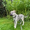 Schäferhundmix Cleo
