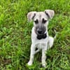 Schäferhundmix Cleo