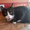 BONNY Tuxedo-Katze in Not