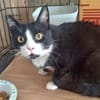 BONNY Tuxedo-Katze in Not