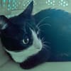 BONNY Tuxedo-Katze in Not
