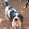 Kleine Wuscheline Lola sucht ein Zuhause