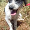 Kleine Wuscheline Lola sucht ein Zuhause