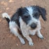 Kleine Wuscheline Lola sucht ein Zuhause
