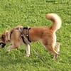 Hast du ein warmes Körbchen für Akemi?