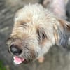 CHAPLIN,  Croisé Griffon Créole junior