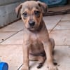 CASH, chiot mâle Berger Créole