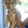 DOBBY, chiot mâle Berger Créole