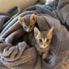 TITEBOUILLE & TITBOUT