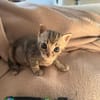 TITEBOUILLE & TITBOUT