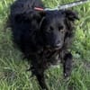 Bella das Wusel-Gusel
