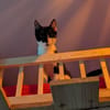 Oskar sucht für IMMER zuhause