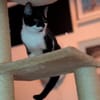 Oskar sucht für IMMER zuhause