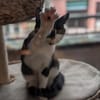 Oskar sucht für IMMER zuhause