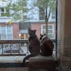 Oskar sucht für IMMER zuhause
