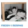 Freddy und Memphis
