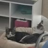 Freddy und Memphis