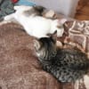 Freddy und Memphis