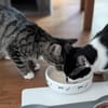 Cosmo sucht neuen Wirkungskreis