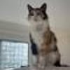 Tricolor Lady Lola sucht Einzelpalast