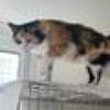 Tricolor Lady Lola sucht Einzelpalast