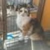 Tricolor Lady Lola sucht Einzelpalast
