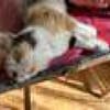 Tricolor Lady Lola sucht Einzelpalast