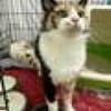 Tricolor Lady Lola sucht Einzelpalast