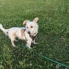 Bonik kleiner Mann sucht Zuhause 🍀