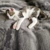 Elli