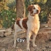 EPY
