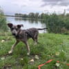 Emil - verspielt und neugierig