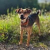 Suri wartet auf Pflegestelle in Hamburg!