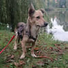🐾❤ MICHEL auf PS in 04349 LEIPZIG