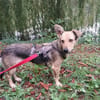 🐾❤ MICHEL auf PS in 04349 LEIPZIG