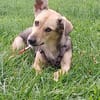 🐾❤ MICHEL auf PS in 04349 LEIPZIG