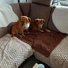 Ottosucht seine Menschen 🐾