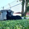 Mariechen sucht ein Zuhause