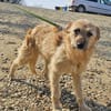 Rita ist ein echter Goldschatz