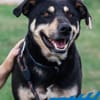 Axel - sanfter Familienhund