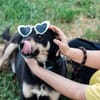 Axel - sanfter Familienhund