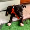 Viola, femelle croisée créole, née le 25/06/2025 🐶