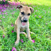 Oris, femelle croisée berger, née le 14/07/2025 🐶