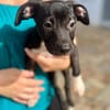 Lupin, mâle croisé créole, né le 25/06/2025 🐶