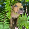 Barton, mâle croisé berger, né le 15/06/2025 🐶