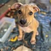 Barton, mâle croisé berger, né le 15/06/2025 🐶