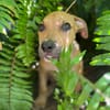 Barton, mâle croisé berger, né le 15/06/2025 🐶