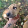 Barton, mâle croisé berger, né le 15/06/2025 🐶